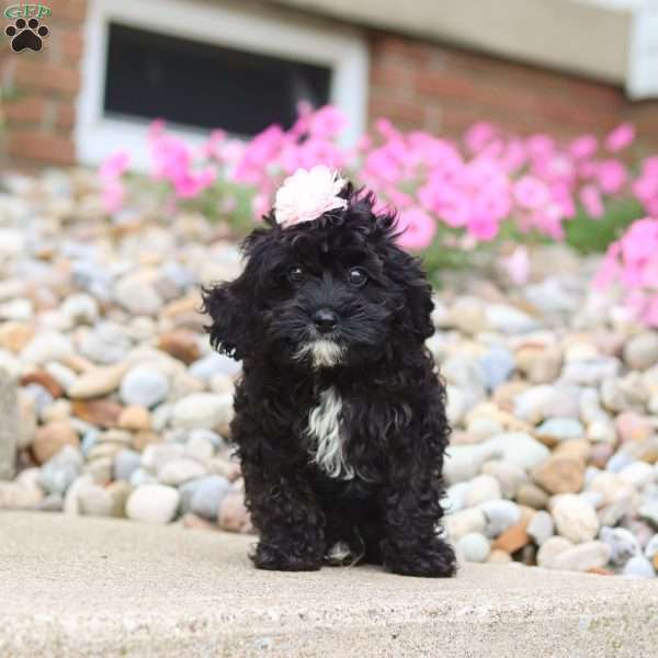 Laura, Cockapoo Puppy